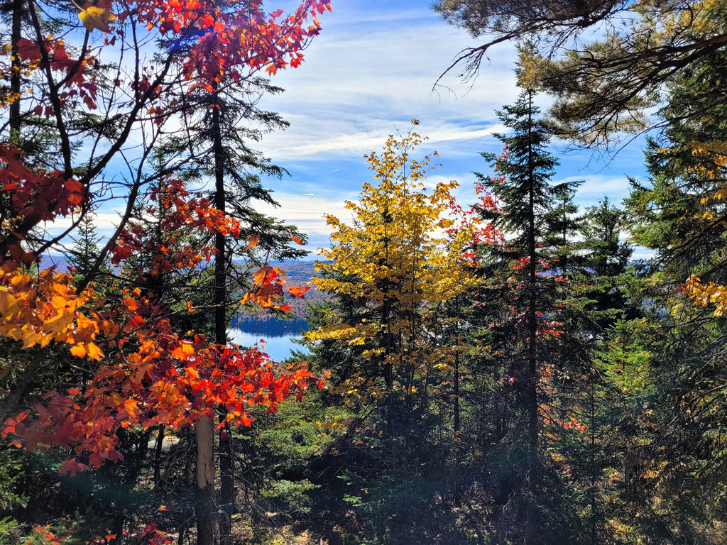 Nature's Masterpiece: Exploring the Beauty of Fall Colors in the Adirondack Park